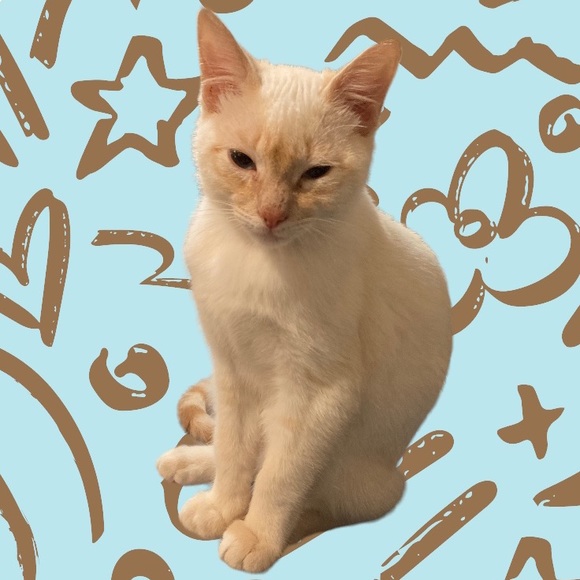 Budenn - Picture 1 of 5